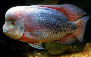 紫红火口鱼公母图片