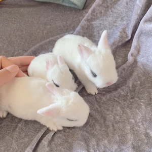 侏儒兔 熊猫兔 丹凤眼,长不大的.长乐市区