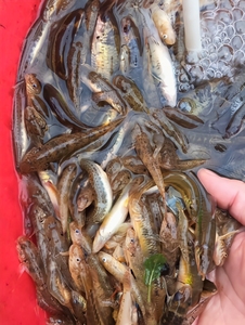 新鲜小杂鱼小溪鱼小河鱼淡水山坑鱼石斑鱼马口鱼沙沟钢鳅 小杂鱼