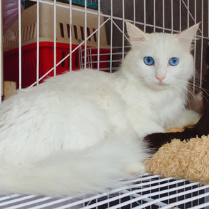 长毛双蓝眼鸳鸯眼异瞳阴阳眼山东临清纯白狮子猫更新中!