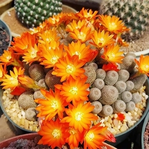 橙宝山仙人球 城堡山 群生多头 软刺不扎手 满18元包邮非偏