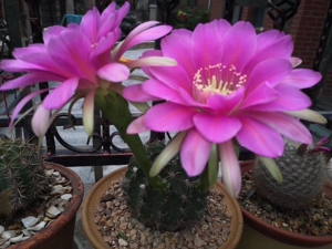 【实生】剑芒丸精品仙人球(一物一拍)