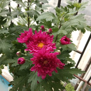 北京夏菊四季菊 新世纪 花期长,好打理,颜色又好看,纯露养