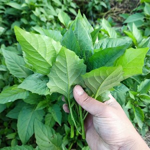 广西新鲜野生龙葵草白花菜嫩尖叶部分当菜吃食用假辣椒叶500克