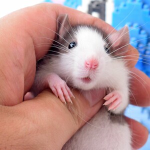 【包邮包活】花枝鼠活体飞象耳活物小宠动物暹罗浅色俄蓝头巾