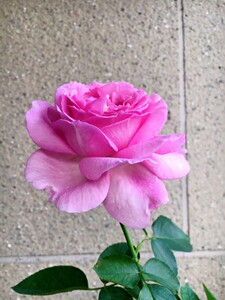 伊芙砂糖艺术月季花苗大花浓香阳台庭院四季花卉花苗