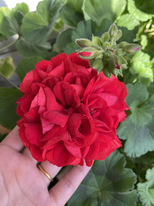 【天竺葵朝霞】天竺葵朝霞品牌,价格 - 阿里巴巴