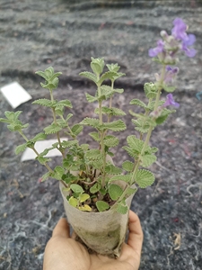 猫薄荷盆栽苗 叶子水果味 芳香香草植物 耐寒耐热庭院阳台花卉