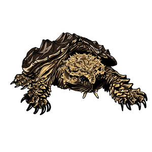大鳄龟logo头像图片