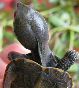 湖北大头草龟苗正宗大头 可挑选 不大不要钱 大头墨皖南江