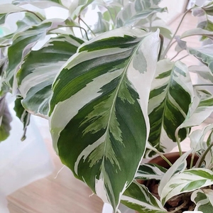 【白纹竹芋】白纹竹芋品牌,价格 - 阿里巴巴