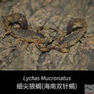 海南双针蝎 5厘米左右成体新手宠物蝎子活体雨林蝎