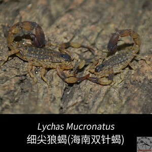海南双针蝎 5厘米左右成体新手宠物蝎子活体雨林蝎
