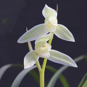 白雪公主莲瓣兰素花细叶莲瓣兰水仙瓣型素馨兰名品白色兰花花苗室