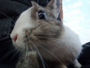 (预售)丹凤眼兔,侏儒兔.爸爸是白色丹凤眼兔,妈妈是侏儒兔