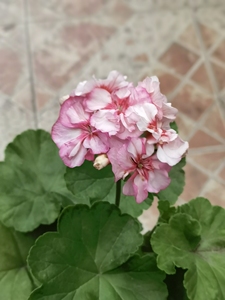 【天竺葵茶美人】天竺葵茶美人品牌,价格 - 阿里巴巴