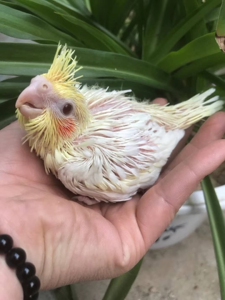 卜卜宠物淘宝特价包邮宠物活体鹦鹉雏鸟保暖加热垫保温虎皮牡丹玄凤