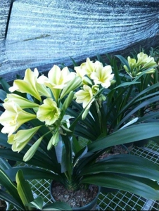 绿花君子兰花苗