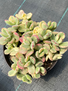 多肉植物,彩虹熊