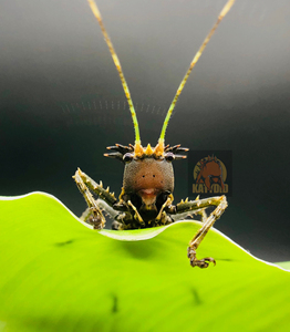天狗螽 龙头螽斯 螽斯 天狗螽斯 龙头螽斯 为了响应某