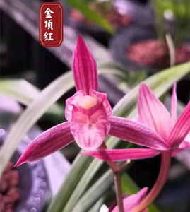 000人付款淘宝兰花(建兰-金顶红)转手原因 :滞销自种成本过高嘿嘿嘿