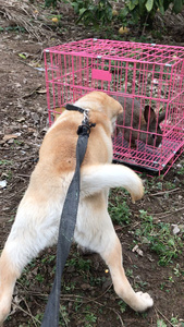 贵州土猎犬