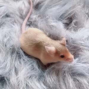 000人付款淘宝人称迷你版花枝鼠,缎子鼠,有亮毛不亮