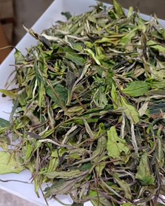 2021年荒野小菜茶福鼎白茶花香野生小土茶500g菜茶为自然