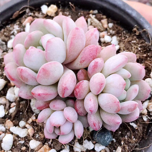 萌豆多肉群生3头颜色超级粉