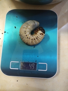 长戟大兜虫 三龄幼虫 一公两母