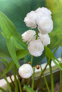 0015325206350舍淘宝慈姑挺水水生花卉植物室内慈菰茨姑重瓣花慈菇