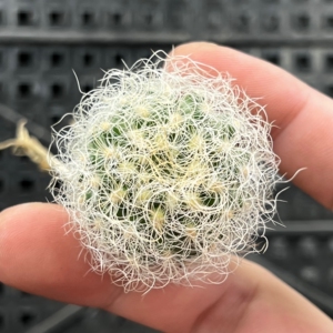 实生混乱玉仙人球——包邮圆通(青a70984749520.