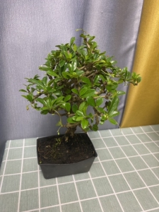 《盆景》棒棒糖型福建茶 已开花30.自取