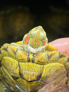 变异基因观赏巴西龟,绿幽灵巴西,金边火焰,双头龟,魔眼巴西