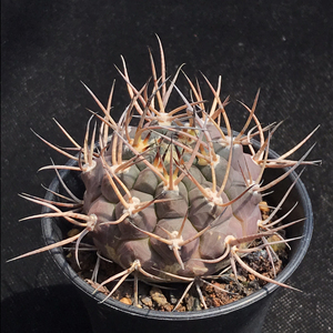 守金摩天龙仙人球 精选狂刺球一物一拍植物