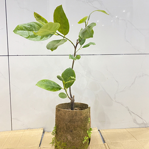 结果树泰国红肉12号菠萝蜜 小小棵已经结果了.品种非常好.带