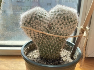 白蛇丸仙人球,双头,养了四年以上了,很大,根系很好,每年都开