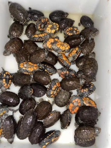 红面蛋龟头苗 160包邮包活