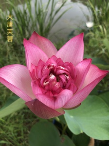 预售大唐芙蓉,碗莲中型品种,全新 2022年春天发货,发货是