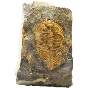 精品天然三叶虫化石标本湘西王冠虫古生物奇石海洋动物矿标原石