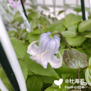 克里斯巴天使铁线莲