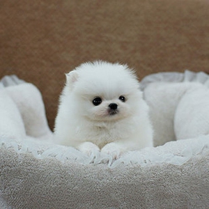 000人付款淘宝纯种哈多利系博美犬幼犬活体宠物狗狗小型犬白色幼崽