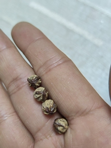 热振寺柏香籽红芽口散籽原料0004,特点是三棱真多,皮质好