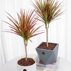 【地基大棚拆迁,低价处理】七彩铁千年木大苗盆栽三色龙血树客厅