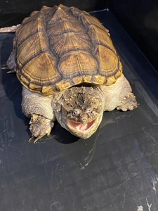 宠物及园艺 水族世界 观赏龟,鳖 鳄龟种母