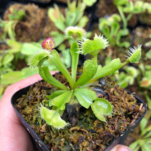 超新星捕蝇草绒球捕蝇草食虫植物带盆发货非常有特色的一款捕蝇草