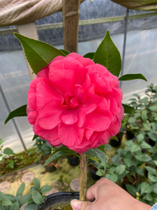 青叶贝拉大玫瑰