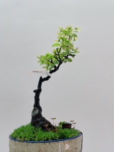 宫样枫,宫祥枫盆景盆栽 福利价