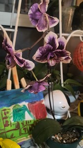 巫毒娃娃蝴蝶兰，台湾苗，4.0寸杯大苗，保证对版变异，花苞株