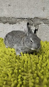 青紫兰家兔宠物兔